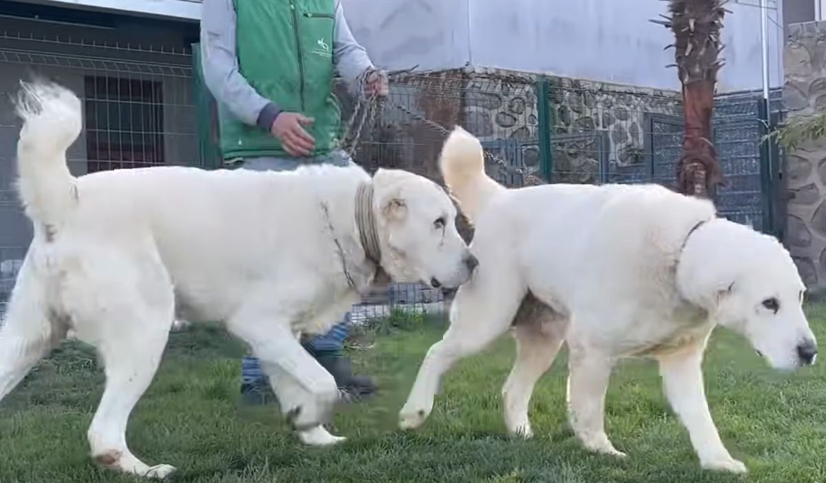 Alabay chien berger asie centrale