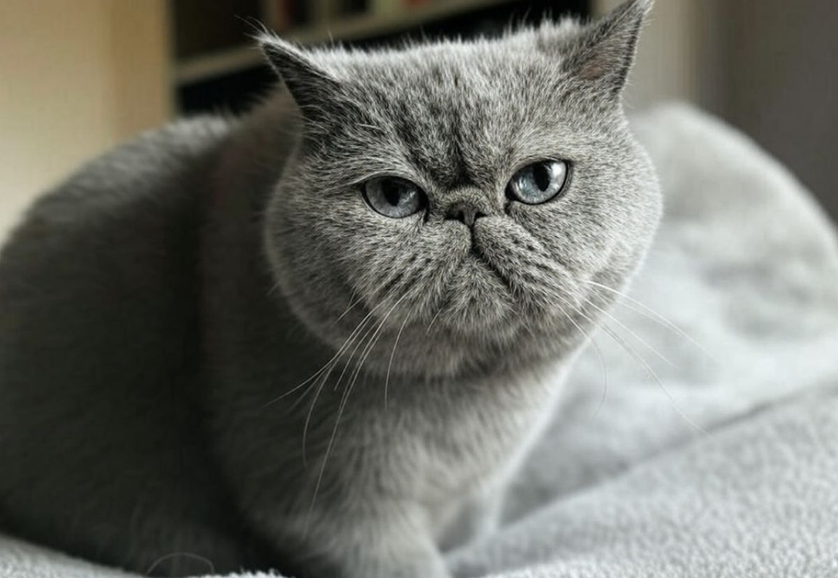 Exotic Shorthair