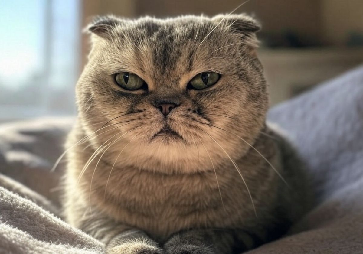 Scottish Fold